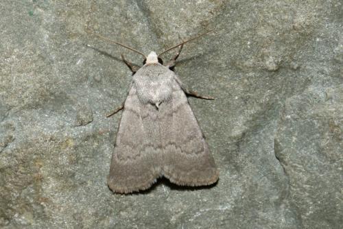Caradrina gilva